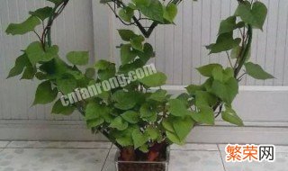 水养植物营养液自制 水养植物营养液自制方法