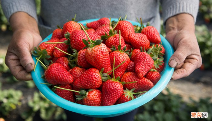 我们通常吃的草莓是草莓的哪个部位 我们吃的草莓是哪个部位
