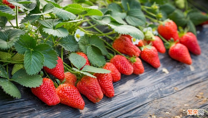 我们通常吃的草莓是草莓的哪个部位 我们吃的草莓是哪个部位