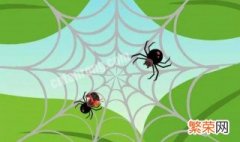 怎么辨认黑寡妇蜘蛛 黑寡妇是黑蜘蛛吗