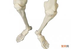 长高是哪块骨头发育 长高是哪块骨头发育的