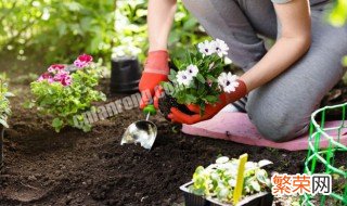 蟹爪兰掐尖还开花吗 蟹爪兰几月份掐尖促花吗