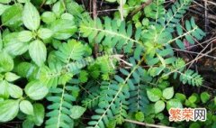 草本植物分类介绍 草本植物包含哪些