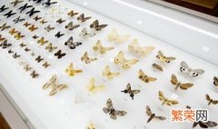 蝴蝶标本的象征意义是什么 蝴蝶标本的标志