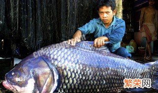 世界上最大的淡水鱼 世界上最大的淡水鱼是什么