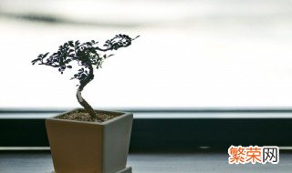 绿色植物给家里增添生机 用创意的绿色植物给家中增添生机