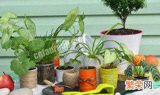 室内观叶植物的冬季管理 室内观叶植物的冬季管理方法