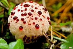 世界上最毒的蘑菇排名 致命的十种可怕毒蘑菇