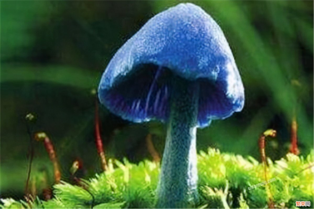 世界上最毒的蘑菇排名 致命的十种可怕毒蘑菇