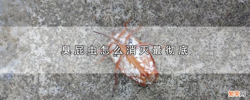 臭屁虫是怎么来的,怎样才能根除它 臭屁虫怎么消灭最彻底