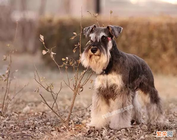 45种名犬，您都认识吗? 狗狗品种大全及图片