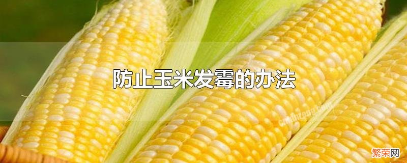 玉米如何储存不发霉 防止玉米发霉的办法