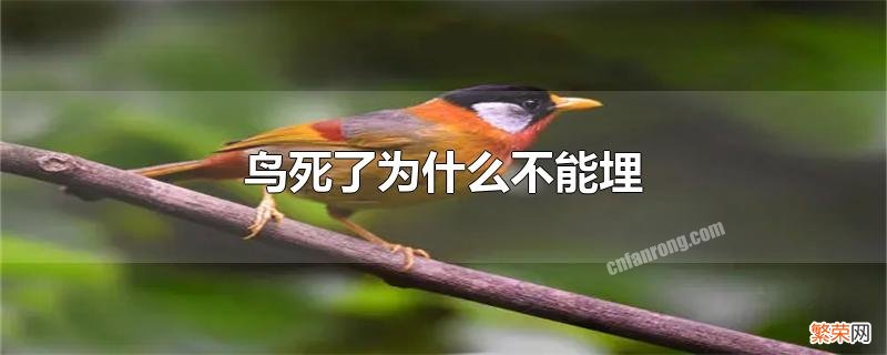 鸟死了为何不能埋 鸟死了为什么不能埋