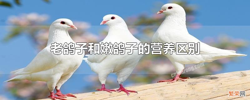 老鸽子和嫩鸽子哪个营养价值高 老鸽子和嫩鸽子的营养区别详解