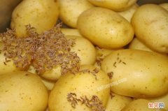 发芽的土豆怎么处理 发了芽的土豆能吃吗