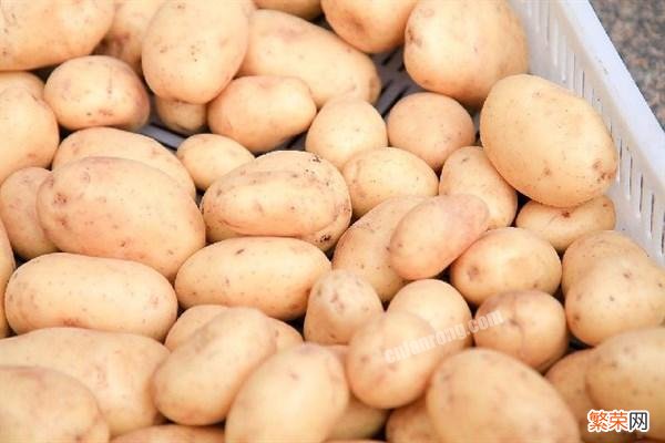 发芽的土豆怎么处理 发了芽的土豆能吃吗