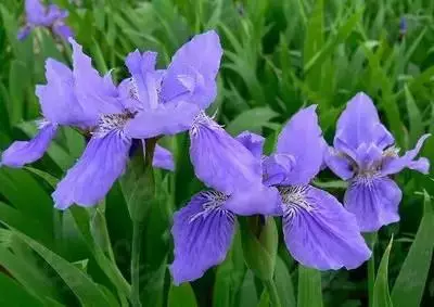 100种花的名称及花语 花的名称大全