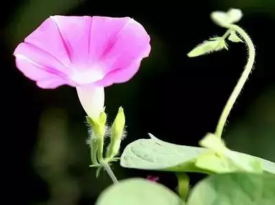 100种花的名称及花语 花的名称大全