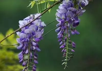 100种花的名称及花语 花的名称大全