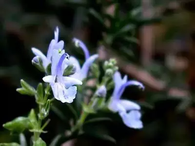 100种花的名称及花语 花的名称大全