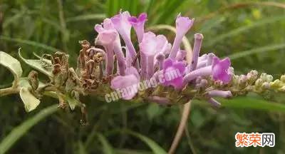 100种花的名称及花语 花的名称大全