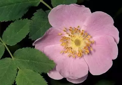 100种花的名称及花语 花的名称大全