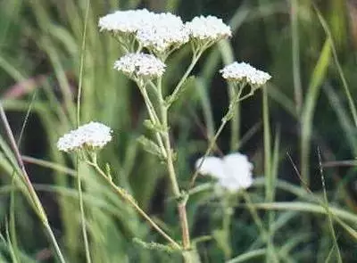 100种花的名称及花语 花的名称大全