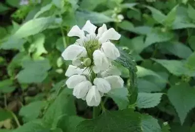 100种花的名称及花语 花的名称大全