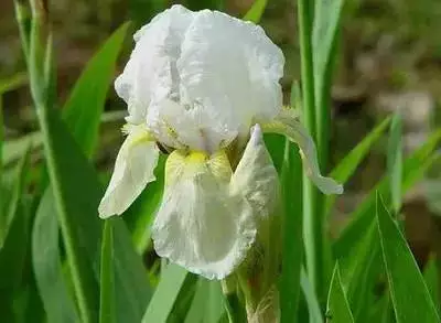 100种花的名称及花语 花的名称大全