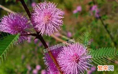 100种花的名称及花语 花的名称大全