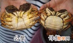 大闸蟹的公母怎么区分 螃蟹的公母怎么区分