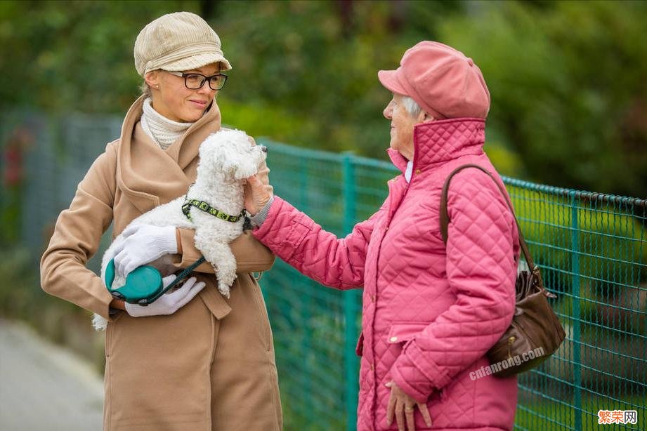 一般在1500-1800元 比熊犬多少钱一只