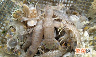 新鲜的皮皮虾怎么保存到第二天 新鲜的皮皮虾怎么保存