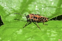 红脊长蝽什么科「红脊长蝽的危害和防治措施」