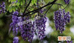 紫藤花的花语和寓意 紫藤花的花语和寓意李白的诗句