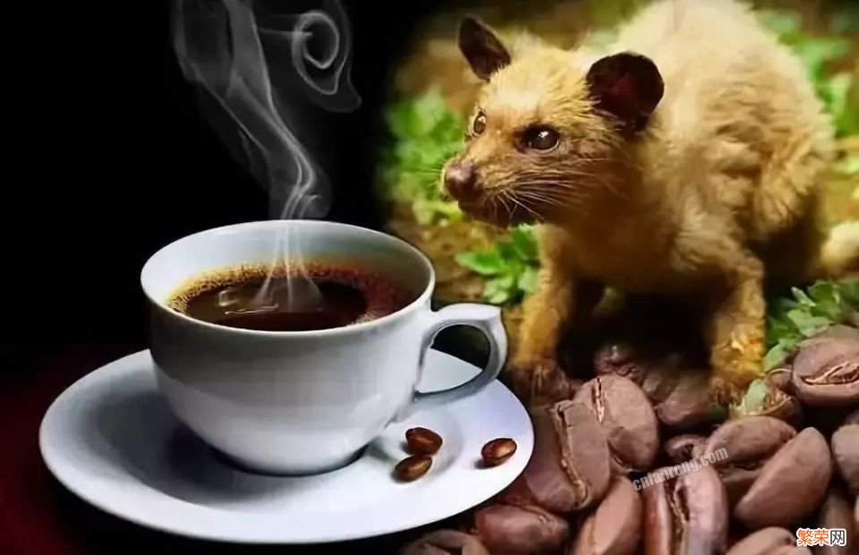 猫屎咖啡的来历和生产过程 猫屎咖啡是怎么来的