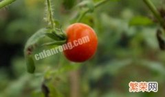 西红柿种植方法和时间 西红柿种植方法和时间和温度