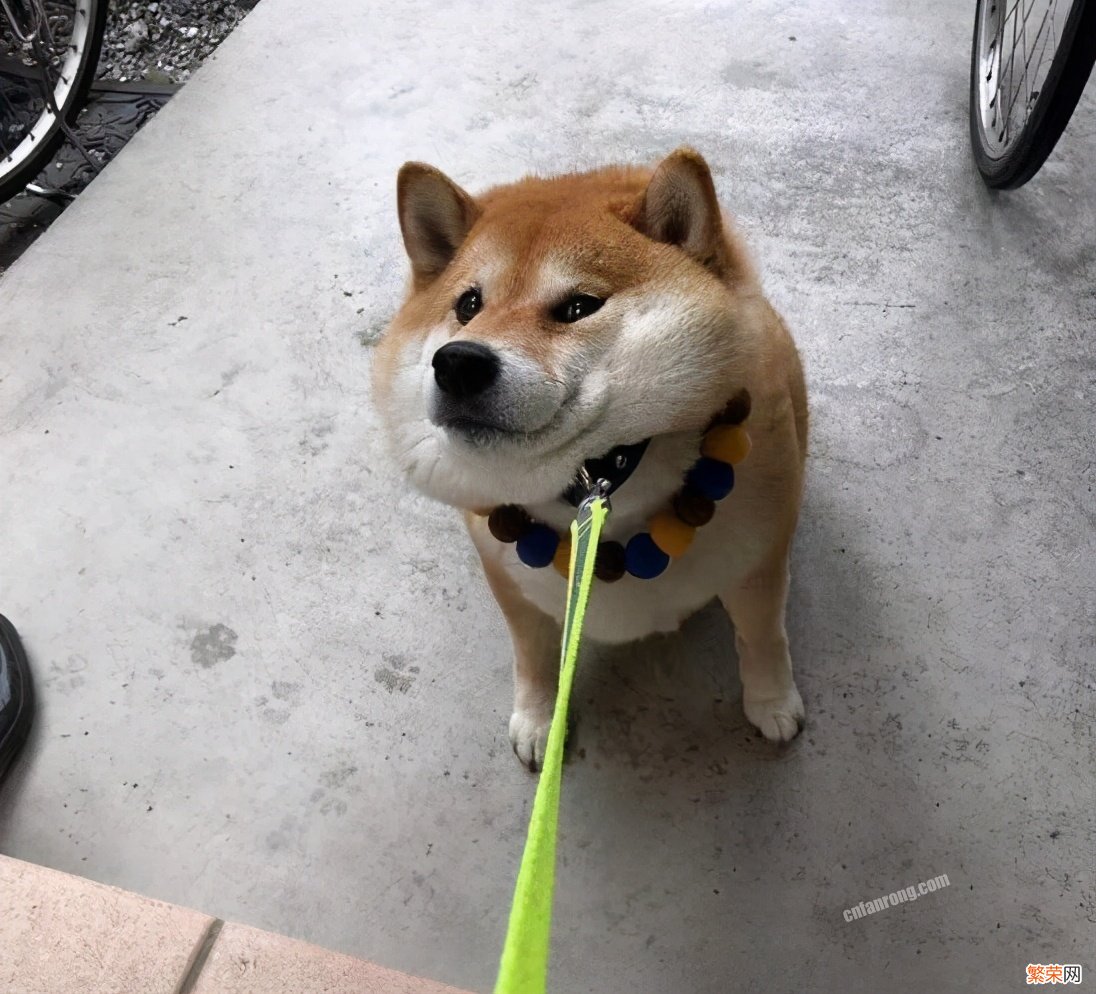 柴犬和秋田犬的区别哪个智商高【柴犬和秋田犬哪个好】