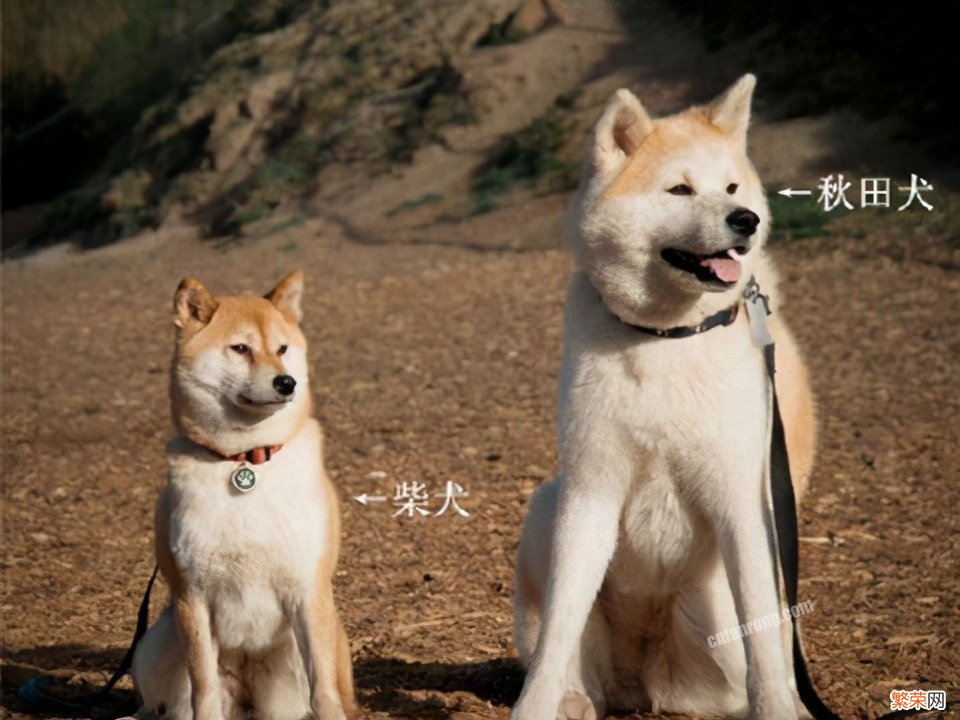 柴犬和秋田犬的区别哪个智商高【柴犬和秋田犬哪个好】