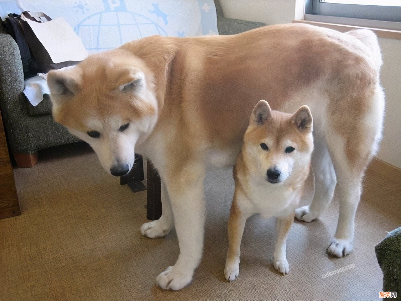 柴犬和秋田犬的区别哪个智商高【柴犬和秋田犬哪个好】