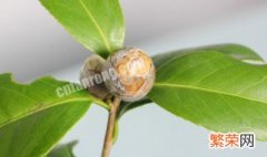 茶花盆栽的养殖方法 茶花盆栽的养殖方法和技术