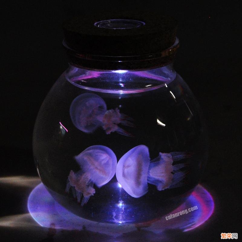 史上最详尽的水母缸饲养教程 水母怎么养
