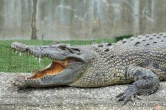 鳄鱼——地球上最古老的爬行动物 鳄鱼属于哪类动物