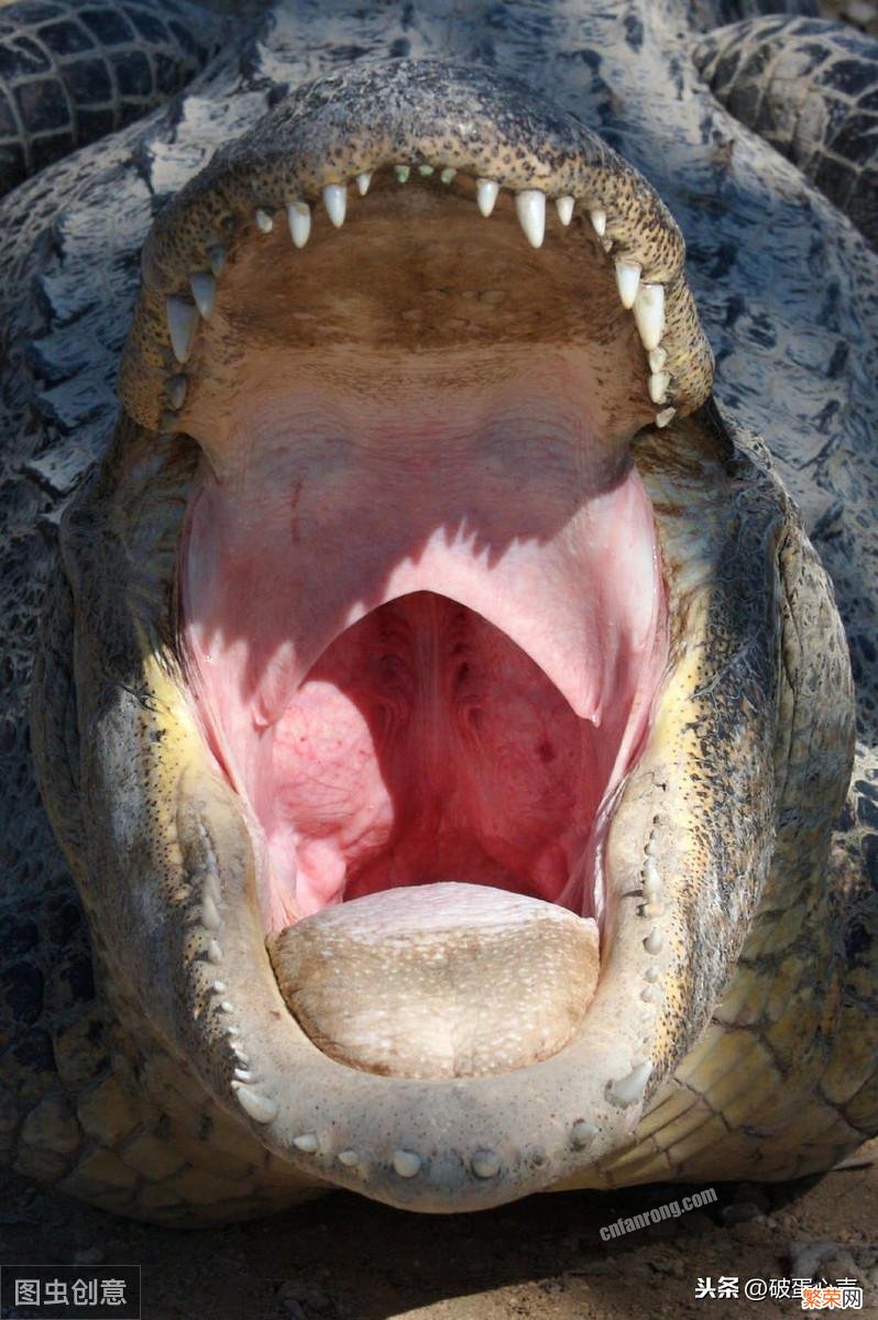 鳄鱼——地球上最古老的爬行动物 鳄鱼属于哪类动物