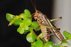 浅谈蚂蚱食料与种类 蚂蚱吃什么