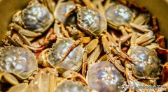 一文掌握河蟹正确的存储保鲜技巧 河蟹怎么保存
