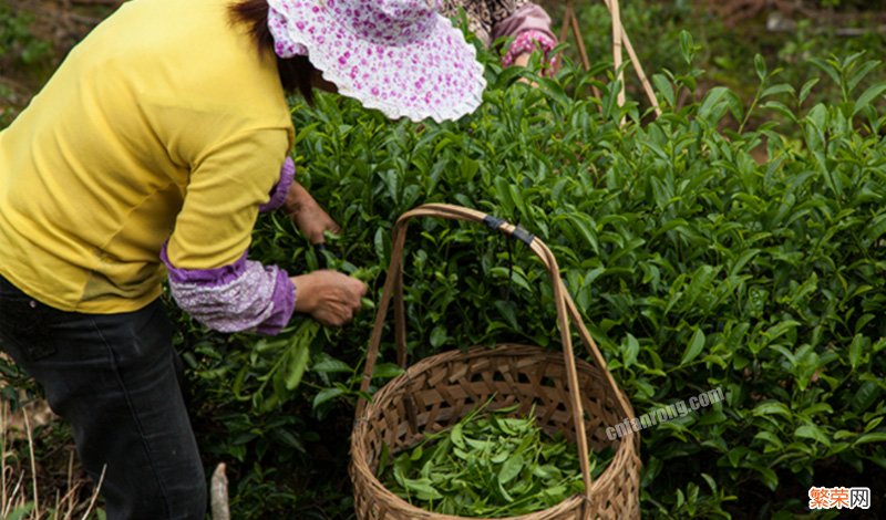 武夷岩茶常见36种茶树品种 岩茶有哪些品种