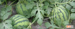 西瓜几月份种植最佳 西瓜什么时候种植最好