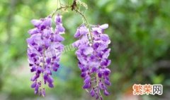 紫藤的养殖方法和注意事项水杨梅 紫藤的养殖方法和注意事项