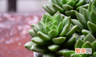 植物多肉怎么养殖方法哪里可以学 植物多肉怎么养殖方法